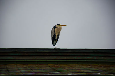 Bird perching on a roof