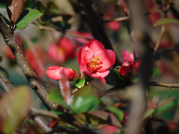 Close-up of pink flowering plant