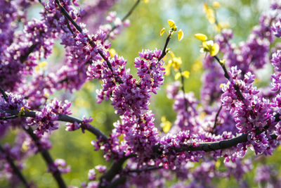 Close-up of purple flowering plant