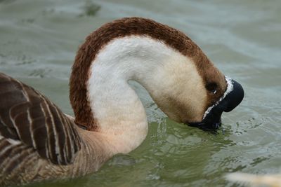 Close-up of swan swimming in lake