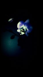 Close-up of flower against black background