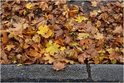 High angle view of yellow maple leaves