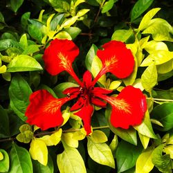 Close-up of red flower