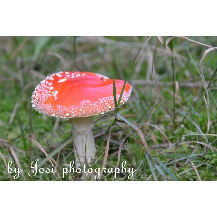 transfer print, close-up, red, focus on foreground, auto post production filter, growth, mushroom, plant, spotted, nature, fungus, beauty in nature, freshness, grass, fragility, field, fly agaric mushroom, toadstool, day, no people