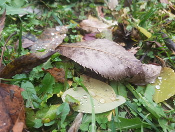 Close-up of mushrooms growing on plant