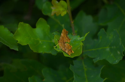 Close-up of leaf
