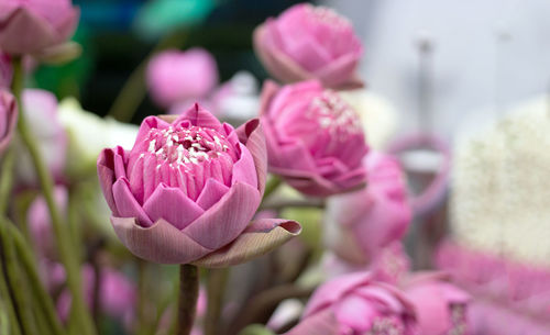 Close-up of pink rose flower