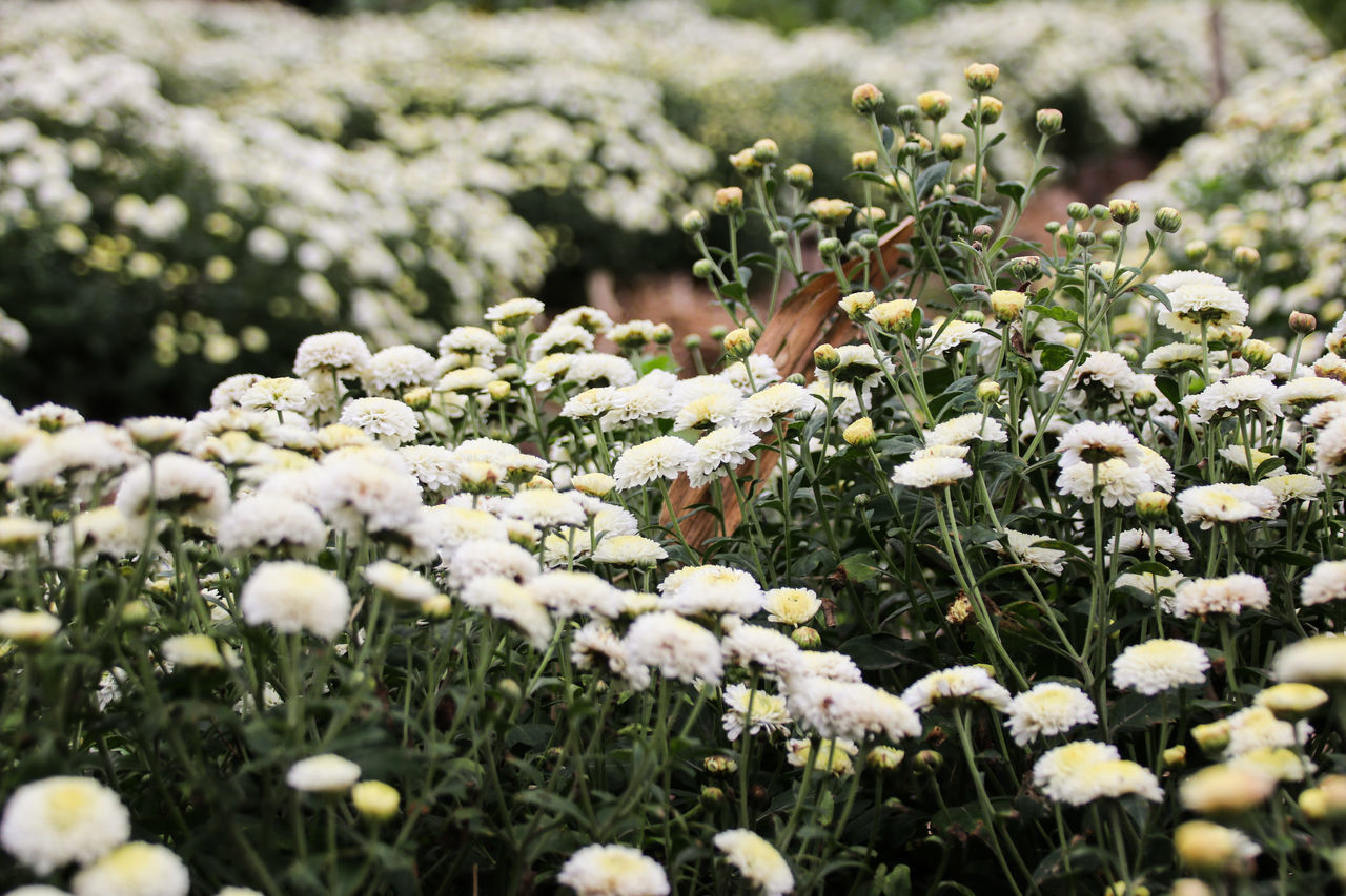 CLOSE-UP OF WHITE FLOWERS BLOOMING OUTDOORS