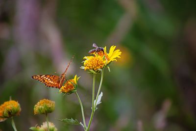 Close-up of butterfly pollinating on yellow flower
