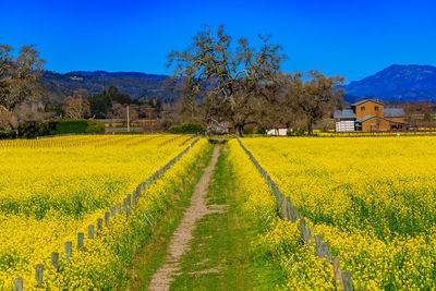 Scenic view of oilseed rape field against sky