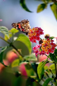 Close-up of butterfly pollinating on pink flower
