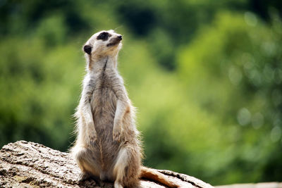 Meerkat standing on a log.