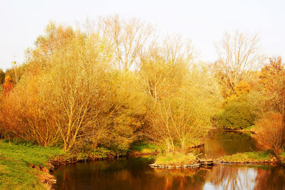 Plants by lake against sky during autumn