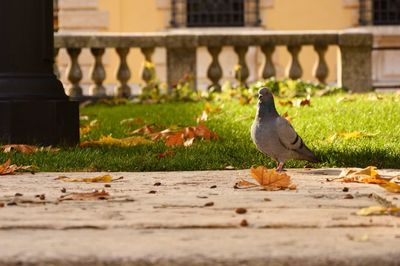 Close-up of bird perching on retaining wall