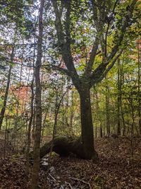 Trees in forest