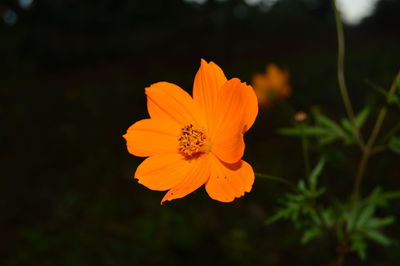 Close-up of yellow flower