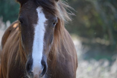 Close-up of horse in field