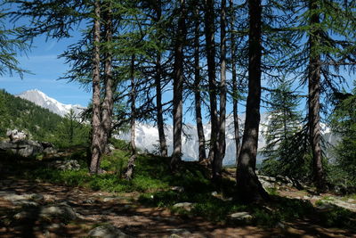 Trees in forest against sky