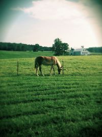 Horse grazing on field