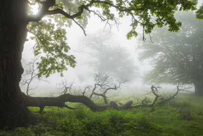 Trees on field during foggy weather