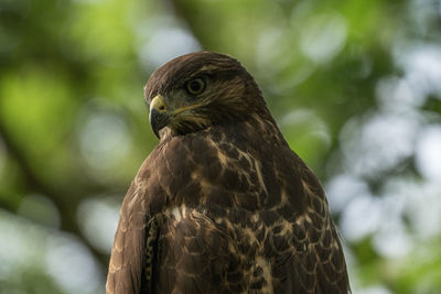 Close-up of falcon in the wild