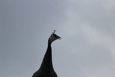 Low angle view of peacock against clear sky