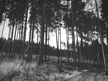 Trees growing on field in forest against sky