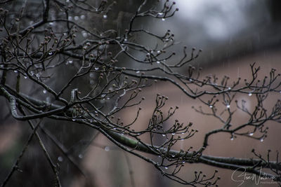 Close-up of bare tree against sky