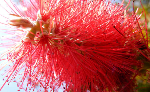 Close-up of red flower