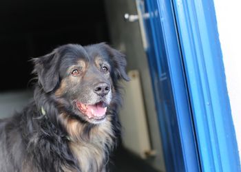 Close-up of dog looking away