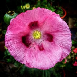 Close-up of pink hibiscus blooming outdoors