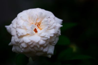 Close-up of white flower blooming against black background