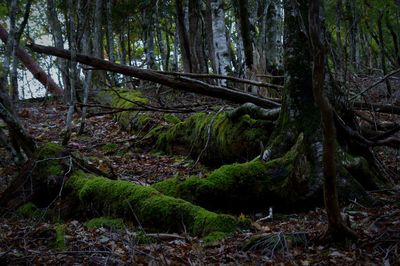 Scenic view of forest