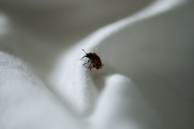 Close-up of fly