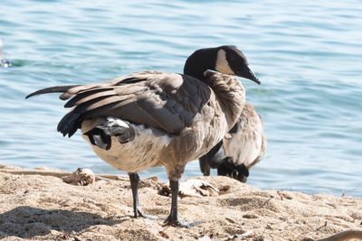 Close-up of birds by lake