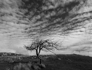 Bare tree on field against sky