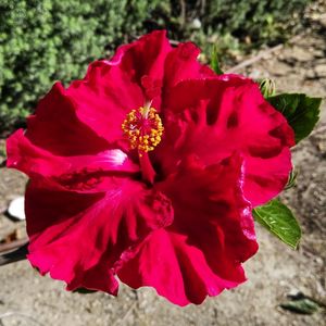 Close-up of red flower