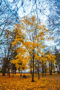 Autumn trees against sky