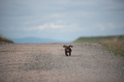 Dachshund puppy running on a dust road