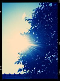 Sun shining through trees