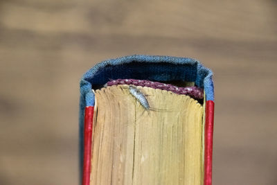 Close-up of insect on book