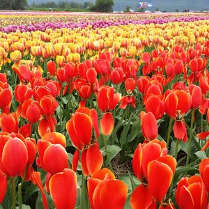 Close-up of tulips