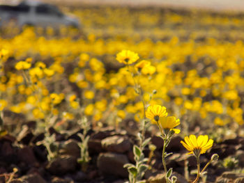 Close-up of yellow flowering plants on field