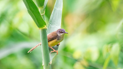 Close-up of bird perching on plant