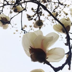 Low angle view of flower tree against sky