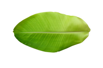 Close-up of leaves against white background