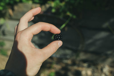 Cropped hand holding blackberry