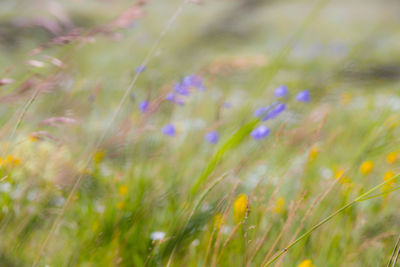 Close-up of purple flowering plants on field