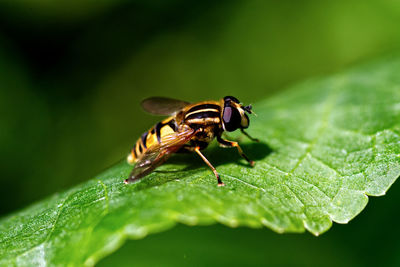 Close-up of fly on leaf