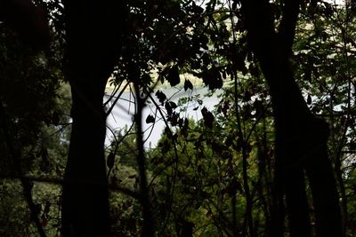 Low angle view of silhouette trees in forest against sky